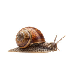 Snail with brown shell slowly crawling   