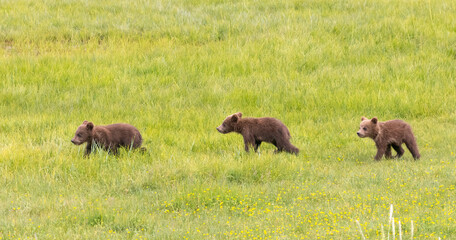 Three bear cubs walking through a field of green grass in Lake Clark National Park