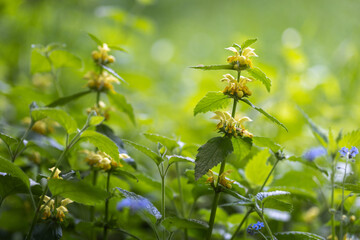 Galeobdolon luteum - Flowers of the lutea growing in the shade of deciduous trees at the edge of the forest.