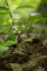 Convallaria majalis - White lily of the valley flowers growing in a deciduous forest with beautiful soft bokeh