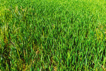 A sharp agricultural field with green rye growing on it.
