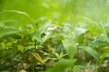 Convallaria majalis - White lily of the valley flowers growing in a deciduous forest with beautiful soft bokeh
