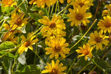 Yellow Flowers Blooming in a Garden
