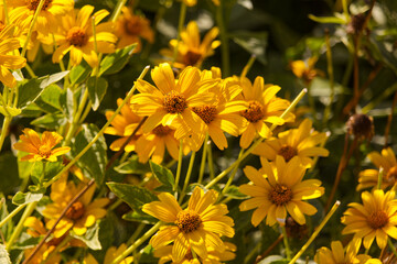 Yellow Flowers Blooming in a Garden
