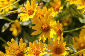 Yellow Flowers Blooming in a Garden