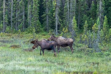A pair of moose, a male and a female,  walking through a field of grass at the edge of a forest in Alaska.