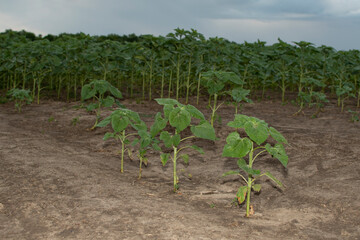 Young sunflowers in the field at evening	