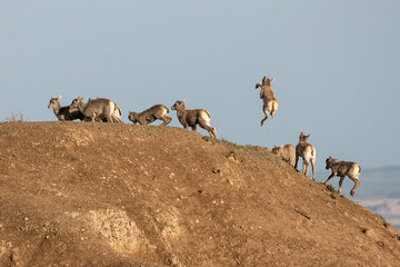A group of baby bighorn sheep frolicking on the top of a mountain with one leaping in the air. 