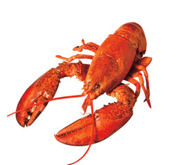 cooked lobster isolated on white