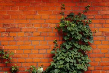 Lush green ivy with white blossoms climbs a vivid red brick wall, creating a striking contrast of...