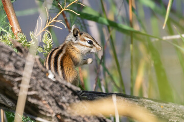 A chipmunk sitting on a log with its front paws together surrounded by grasses.