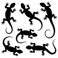 Silhouetted lizards in various positions