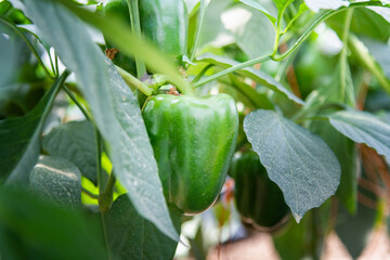 Green bell peppers growing in a field