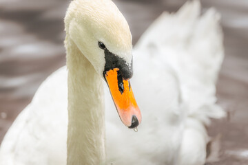 Close-up of a graceful white swan with water droplets on its beak, floating on a calm surface with soft lighting and blurred background.