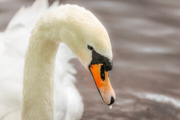 Close-up of a graceful white swan with water droplets on its beak, floating on a calm surface with soft lighting and blurred background.