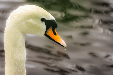 Obraz premium Close-up of a graceful white swan with water droplets on its beak, floating on a calm surface with soft lighting and blurred background.