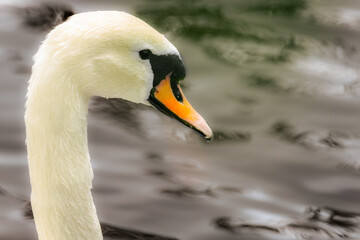 Close-up of a graceful white swan with water droplets on its beak, floating on a calm surface with soft lighting and blurred background.