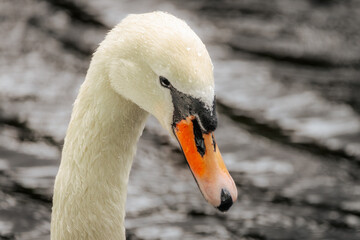 Close-up of a graceful white swan with water droplets on its beak, floating on a calm surface with...