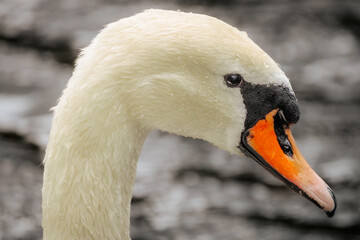 Fototapeta premium Close-up of a graceful white swan with water droplets on its beak, floating on a calm surface with soft lighting and blurred background.
