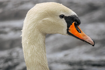 Close-up of a graceful white swan with water droplets on its beak, floating on a calm surface with...