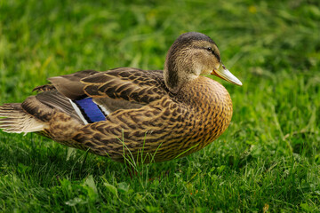 Close-up of a female mallard duck resting on grass, showing detailed brown plumage with a purple wing patch and a calm expression.
