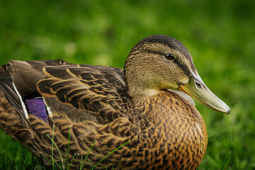 Close-up of a female mallard duck resting on grass, showing detailed brown plumage with a purple wing patch and a calm expression.