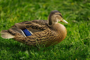 Close-up of a female mallard duck resting on grass, showing detailed brown plumage with a purple wing patch and a calm expression.