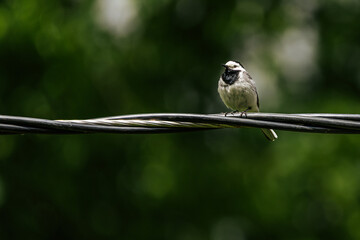 A small bird perches on a black electrical wire against a gray sky, showcasing a minimalist scene with soft focus and natural simplicity.