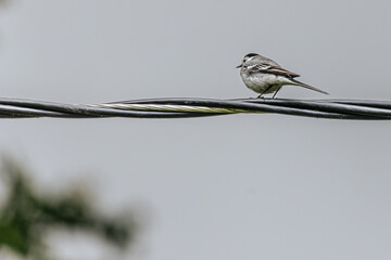 A small bird perches on a black electrical wire against a gray sky, showcasing a minimalist scene with soft focus and natural simplicity.