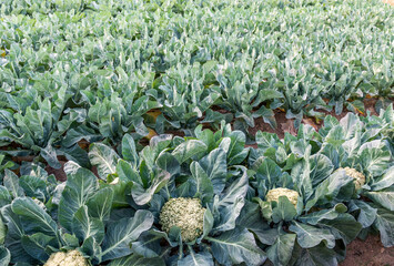 Cauliflowers growing in the agricultural field