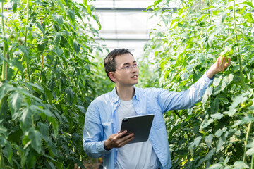 Young man farmer using digital tablet in tomato farm