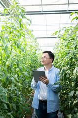 Young man farmer using digital tablet in tomato farm