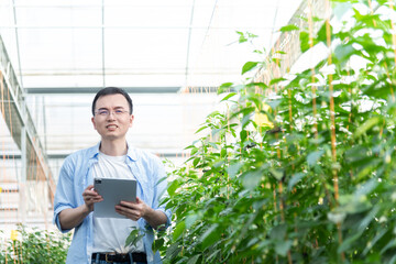Young man farmer using digital tablet in tomato farm