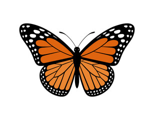 Fototapeta premium Vibrant Orange Butterfly Illustration: Nature's Beauty in Detailed Vector Graphic