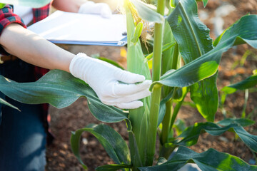 Woman farmer writing data in her corn field