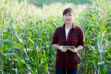 Young woman farmer using digital tablet in corn field