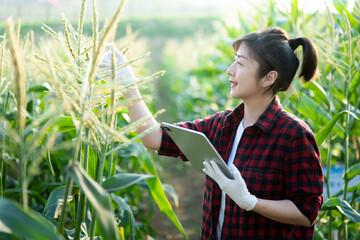 Young woman farmer using digital tablet in corn field