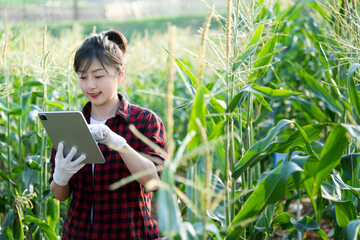 Young woman farmer using digital tablet in corn field