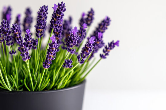 Close-up of a small potted lavender plant with purple flowers, neatly arranged against a clean white backdrop.