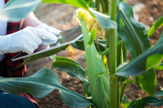 Young woman farmer using digital tablet in corn field