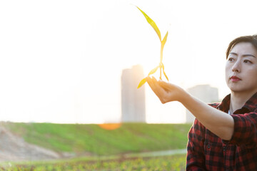 Woman hand holding young corn seedling
