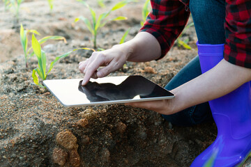Young woman farmer using digital tablet in corn field