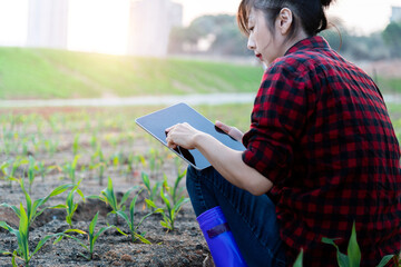 Young woman farmer using digital tablet in corn field