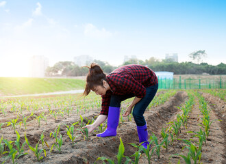 Woman planting young corn seedlings in field