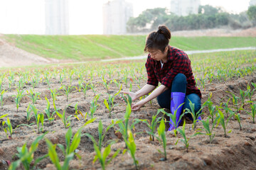 Woman planting young corn seedlings in field