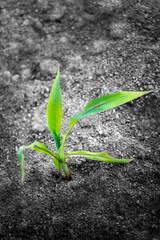 Corn seedling in the farmland