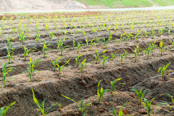 Corn seedlings in the farmland