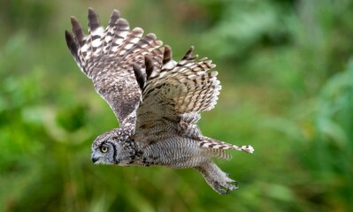 Majestic owl in flight with wings spread wide.