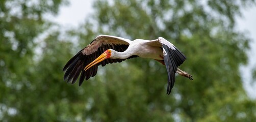 Majestic stork in flight