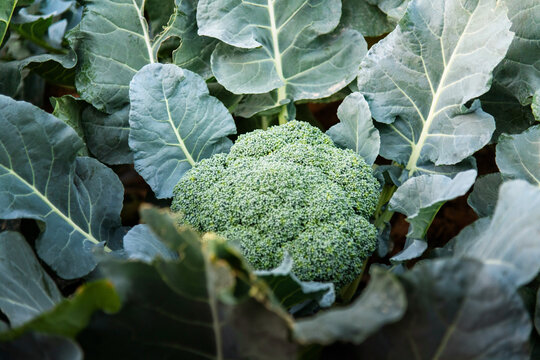 Green broccoli growing in the agricultural field